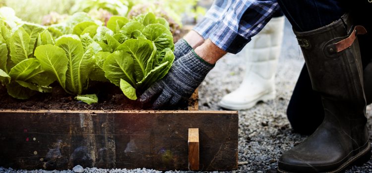 Cultivating Your Financial Garden
